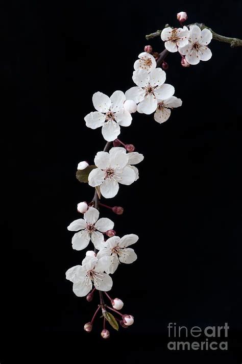 black blossom xn